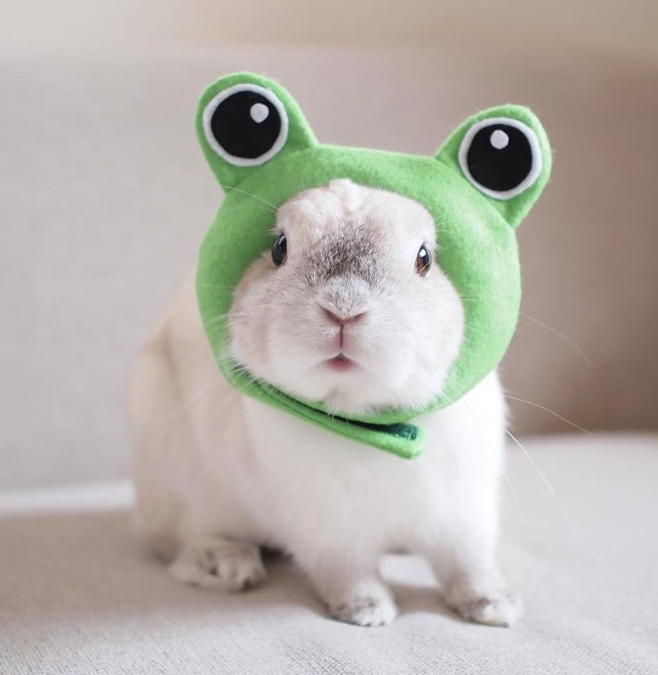 圖片來源:toronouchi