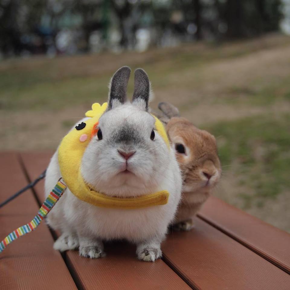 圖片來源:toronouchi