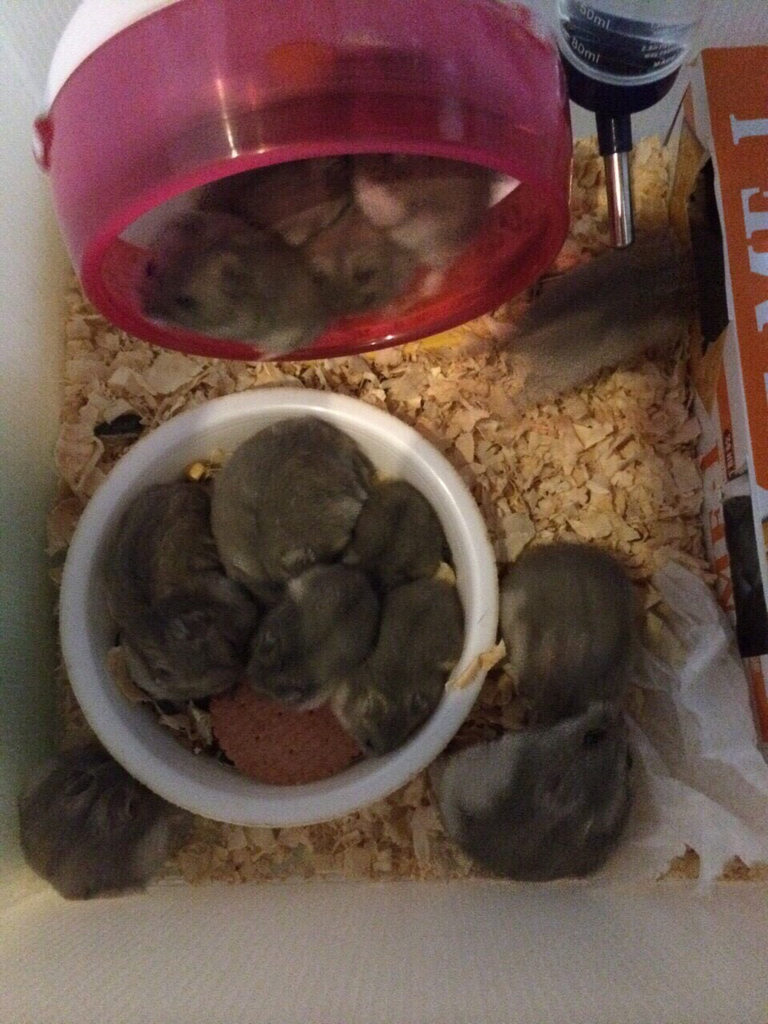 圖片來源：dcard