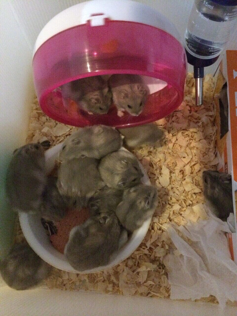 圖片來源：dcard