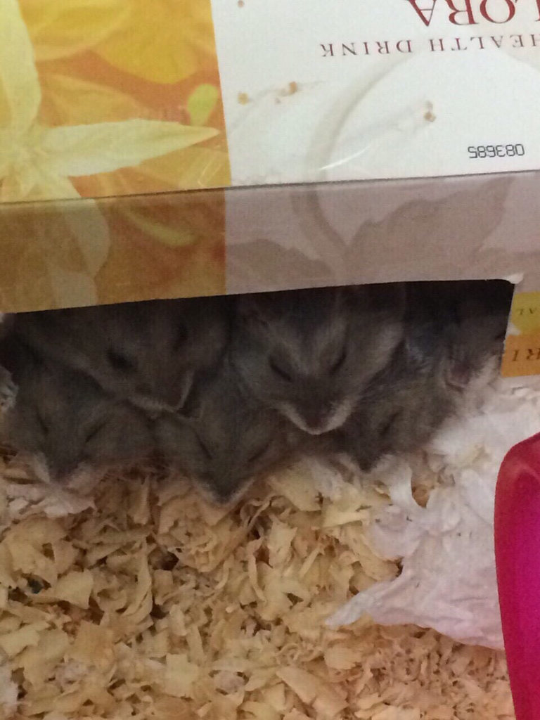 圖片來源：dcard