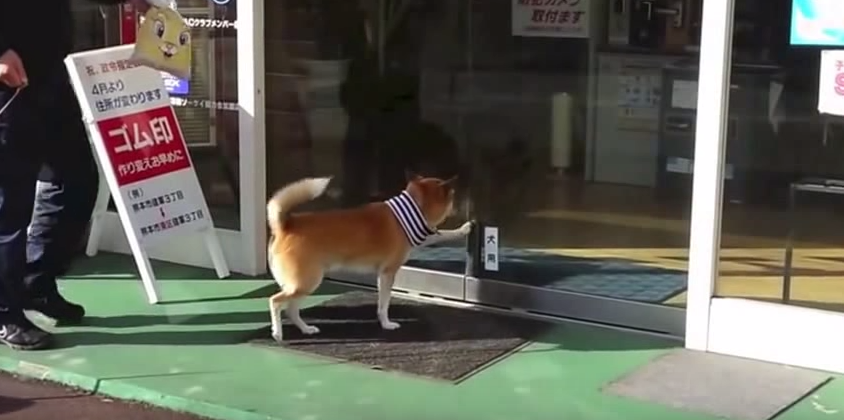 圖片來源：Dongsheng Xu／YouTube