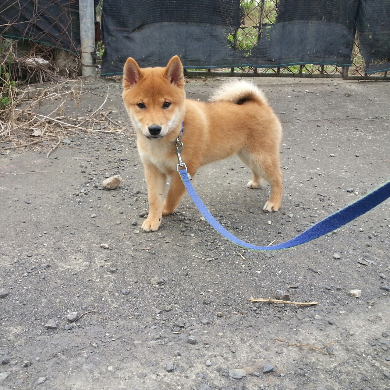 圖片來源：waterg419／PTT