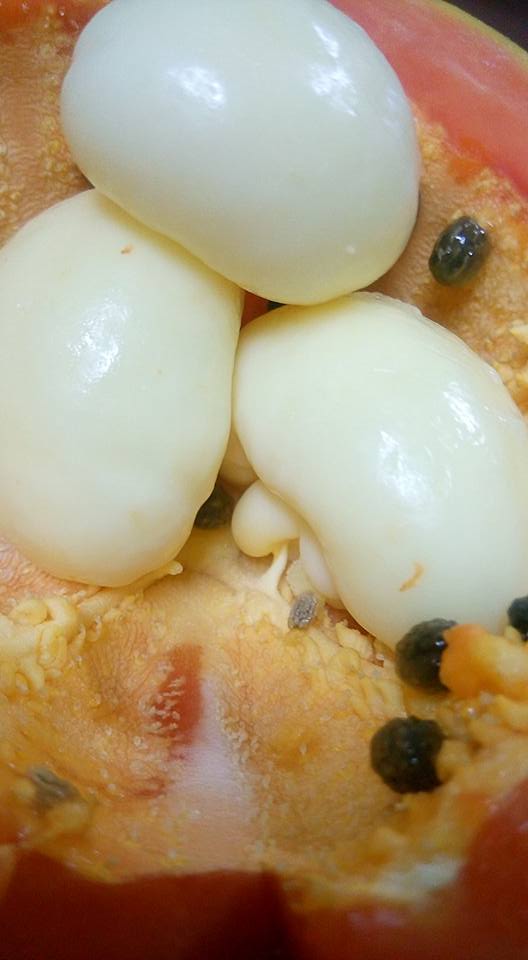 圖片來源：林丸子‎／●【爆料公社】●