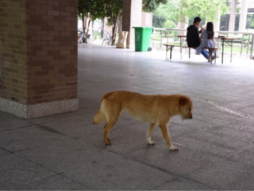 圖片來源： 秋意超人／微博 