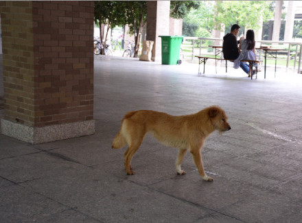 圖片來源： 秋意超人／微博 