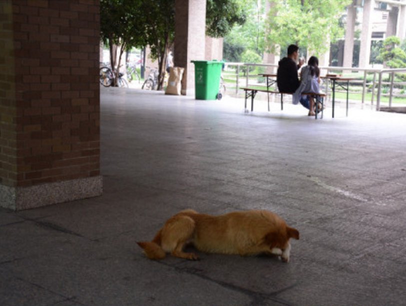 圖片來源： 秋意超人／微博 