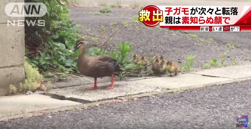 圖片來源:YouTube