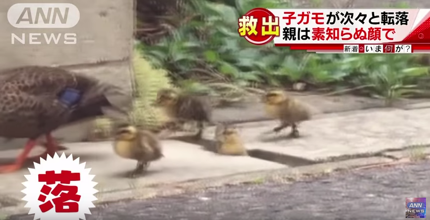 圖片來源:YouTube