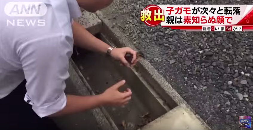 圖片來源:YouTube