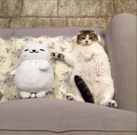 圖片來源：akihimatandon11／twitter