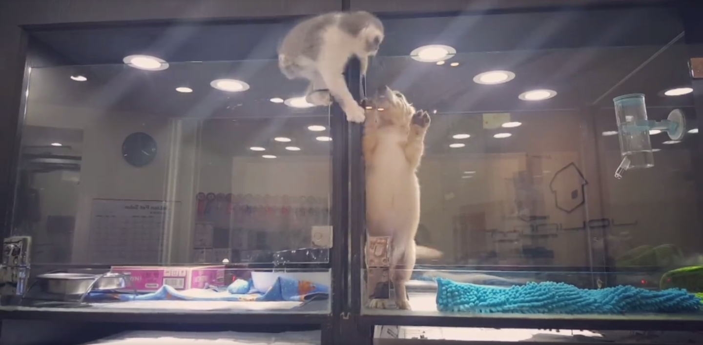 圖片來源：爵靈寵物