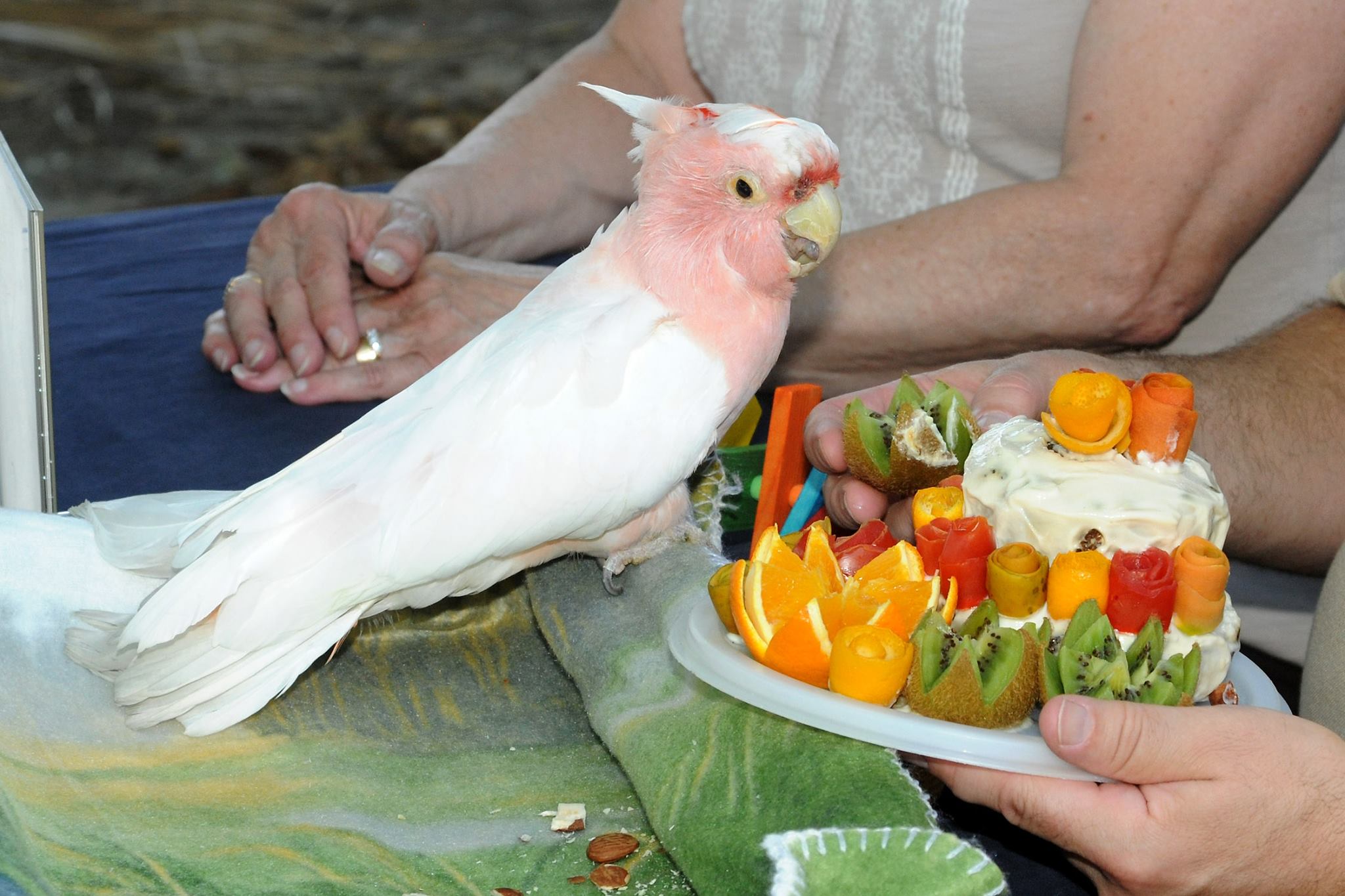 圖片來源:Brookfield Zoo