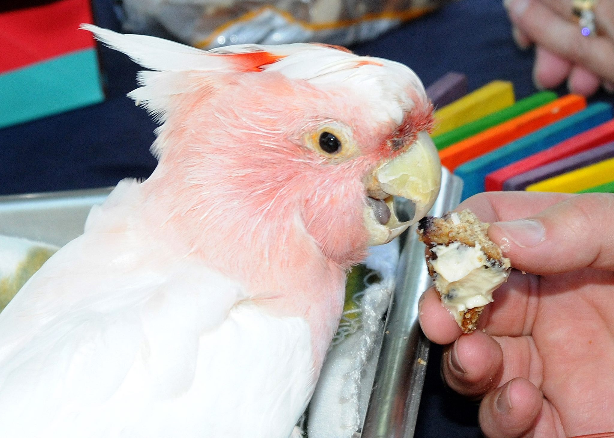 圖片來源:Brookfield Zoo