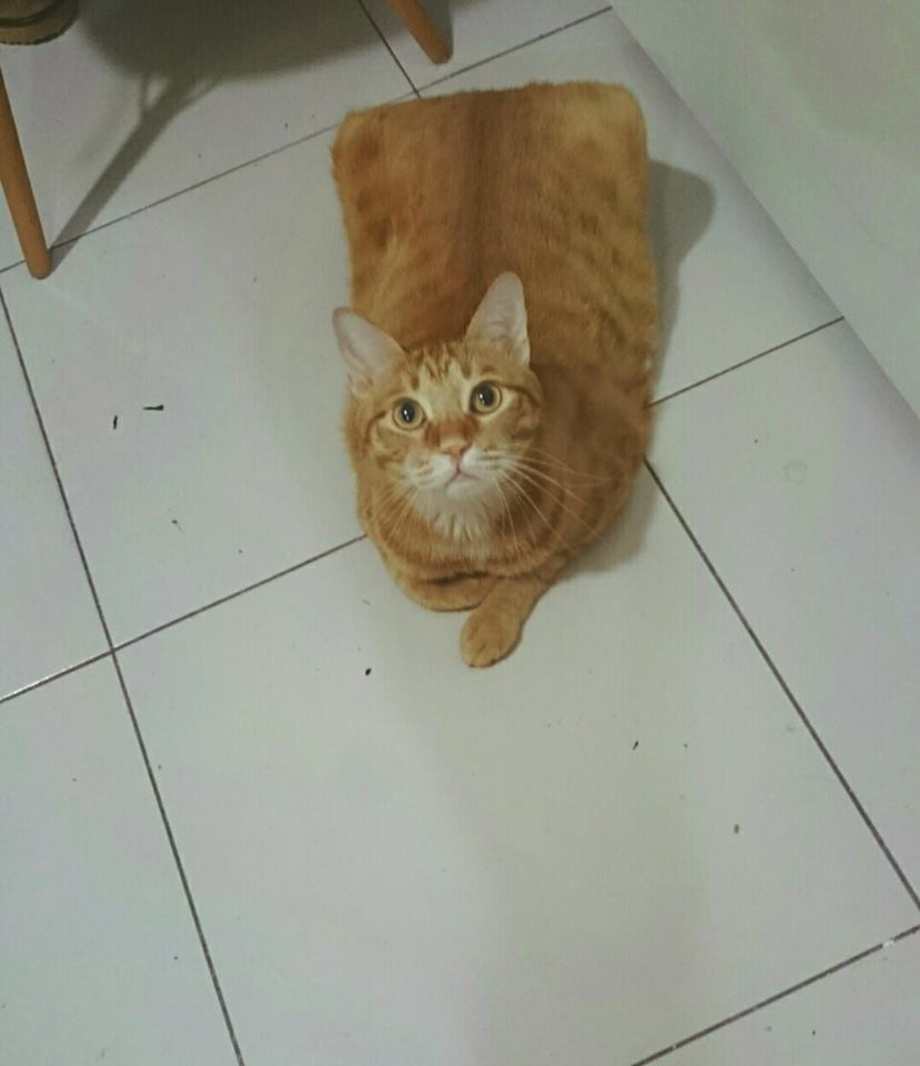 圖片來源：彭雅瑄