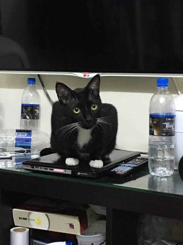 圖片來源： Yannis Yeung