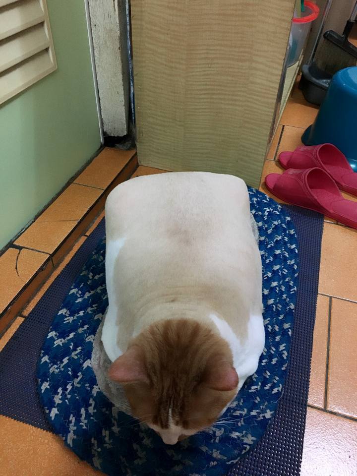 圖片來源：蕭乙洛 