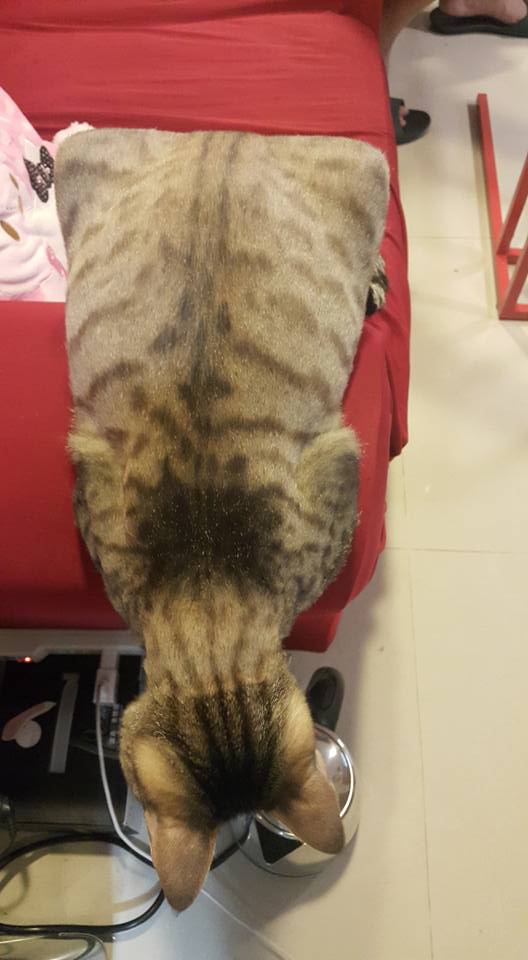 圖片來源： Ruby Wang 