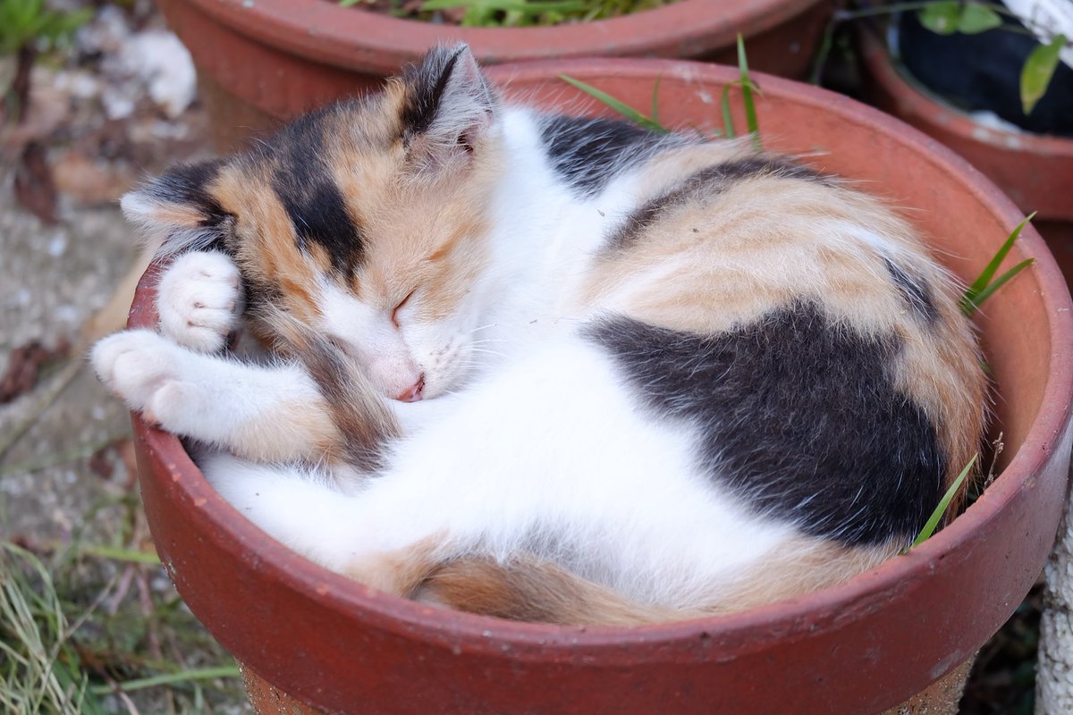 圖片來源：carin2oo/twitter