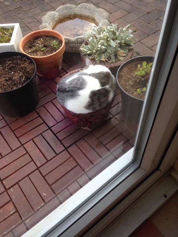 圖片來源：curazy