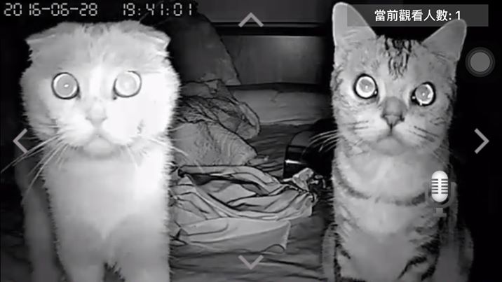 圖片來源：Yi Wen Wang／貓咪也瘋狂俱樂部 CrazyCat club