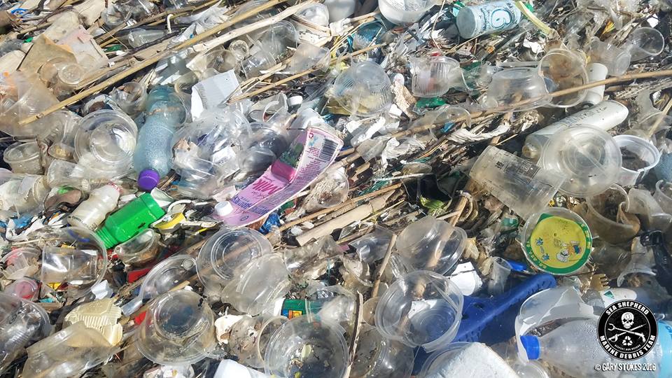 圖片來源：Sea Shepherd Hong Kong