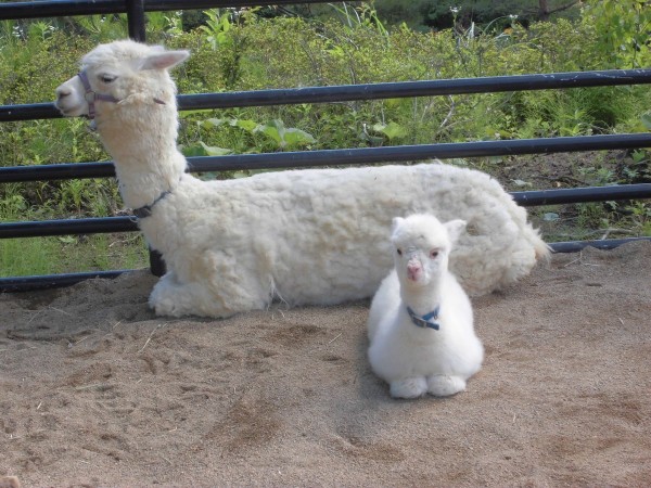 圖片來源：moriokazoo/twitter 