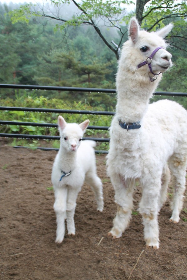 圖片來源：moriokazoo/twitter 