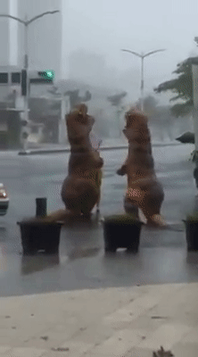 圖片來源:Chang Carol