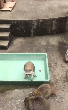 圖片來源：ton_komezuki