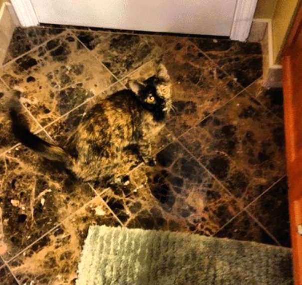 圖片來源：twitter