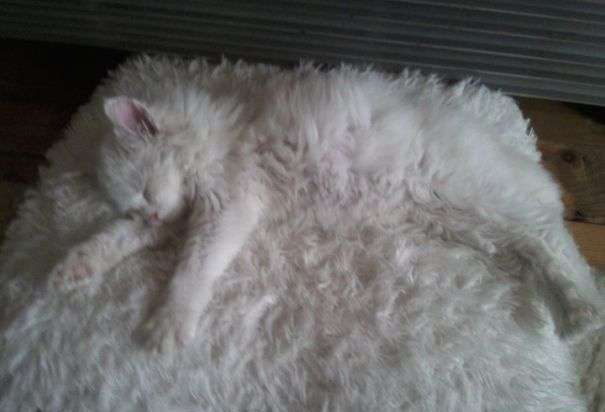 圖片來源：twitter