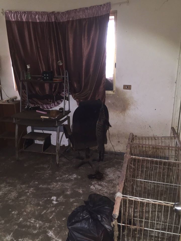 圖片來源：Da-Dai Hsu