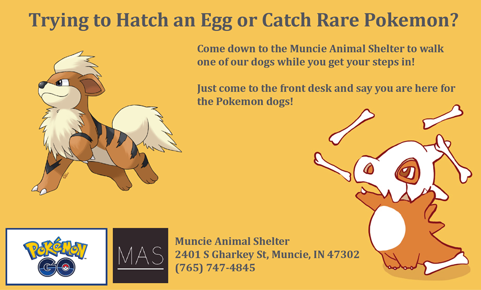 ​圖片來源： MuncieAnimalShelter