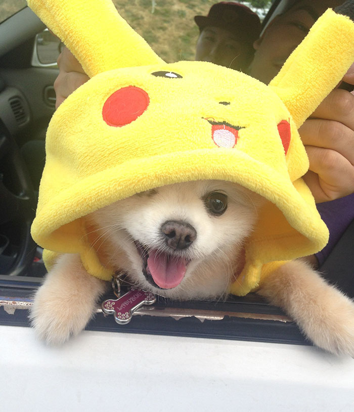 圖片來源： Swans_Can_Be_Gay_