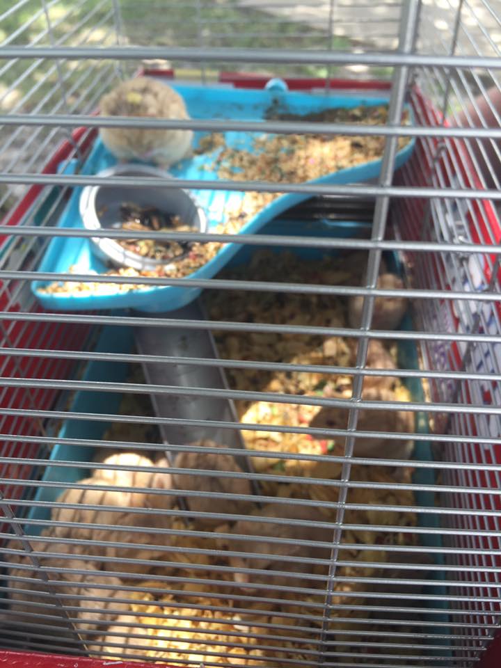 圖片來源：YuleGoat Sara