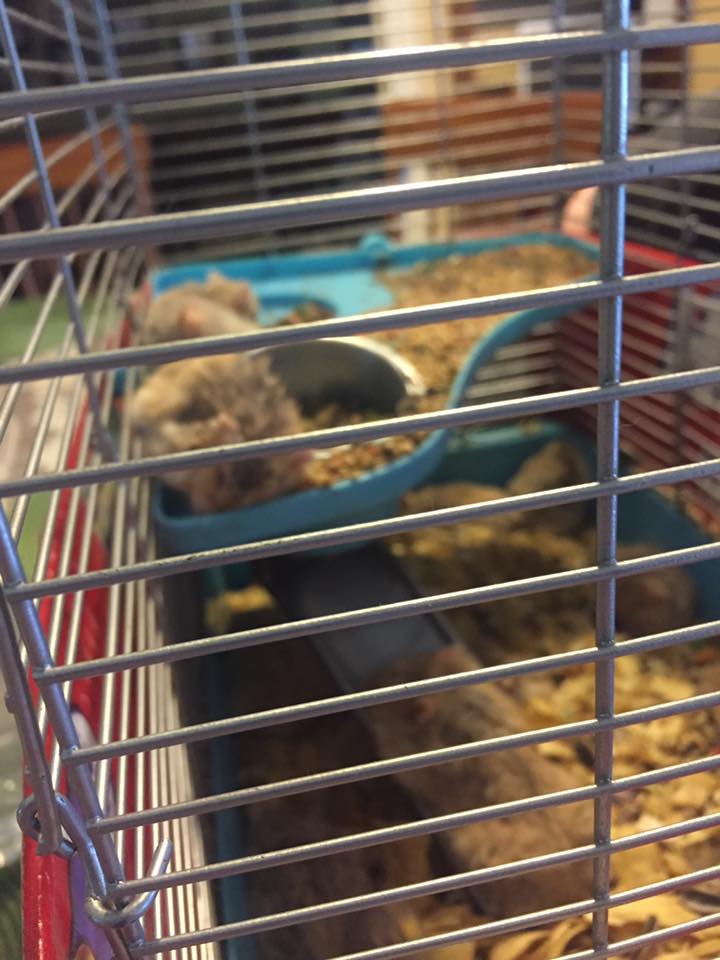 圖片來源：YuleGoat Sara