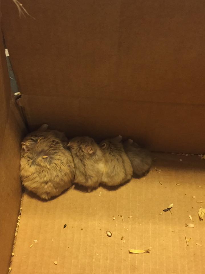 圖片來源：YuleGoat Sara