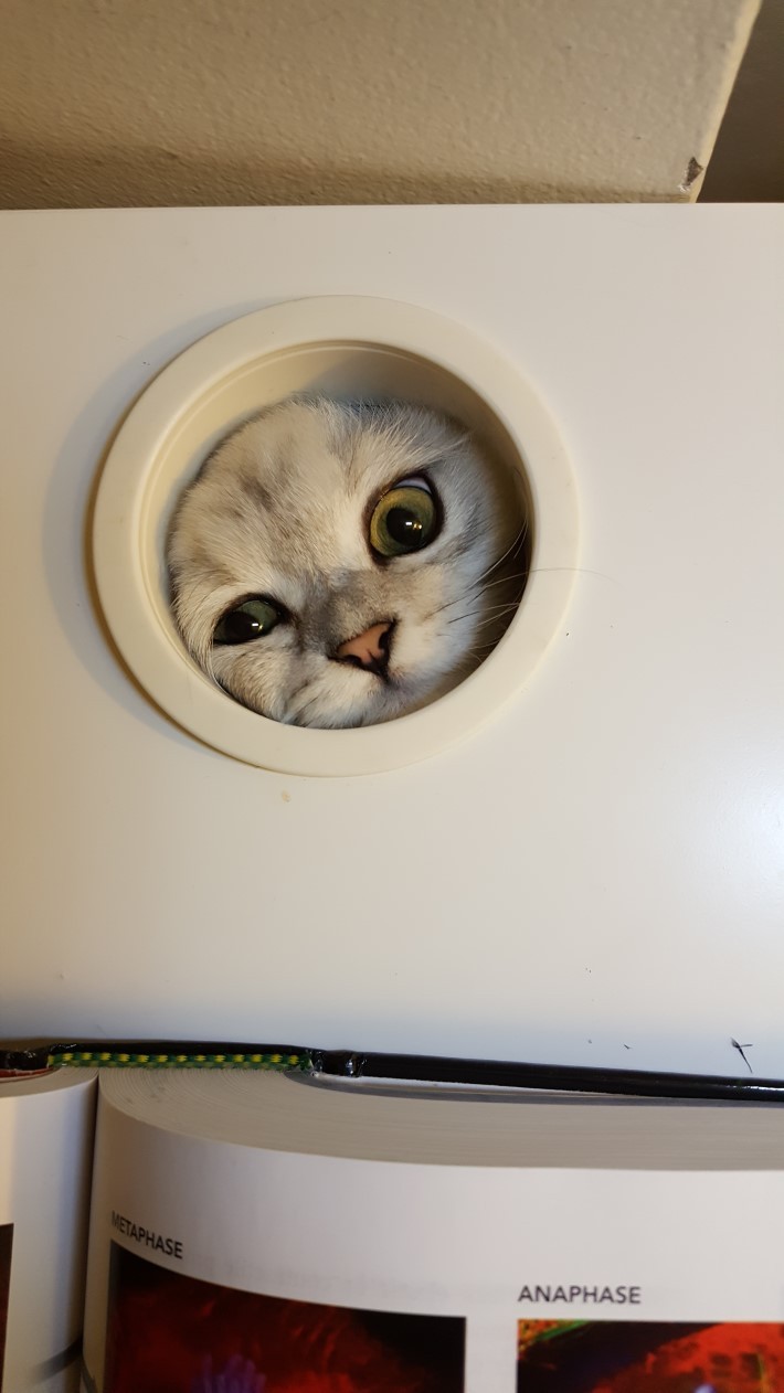 圖片來源: NAVER BBOOM