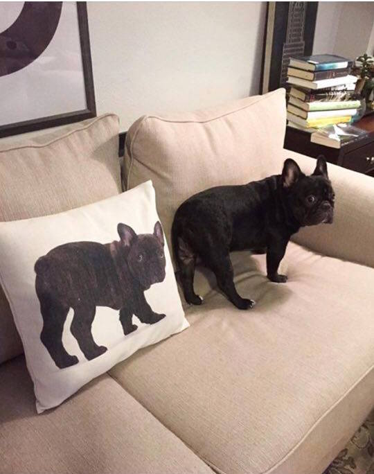 圖片來源：Sugar Lim／法國鬥牛犬