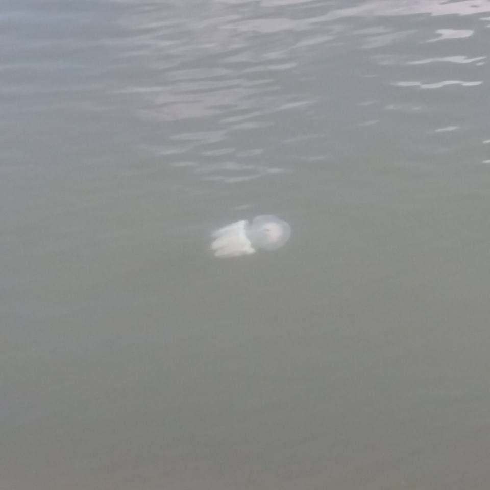 圖片來源： Tony Cheung／Tai Po 大埔