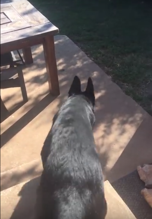 圖片來源:D Duff/youtube