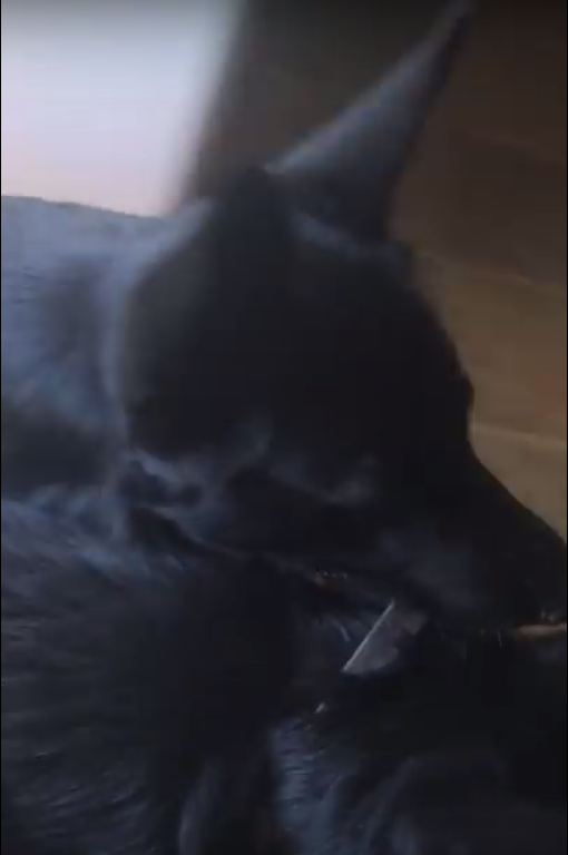 圖片來源:D Duff/youtube