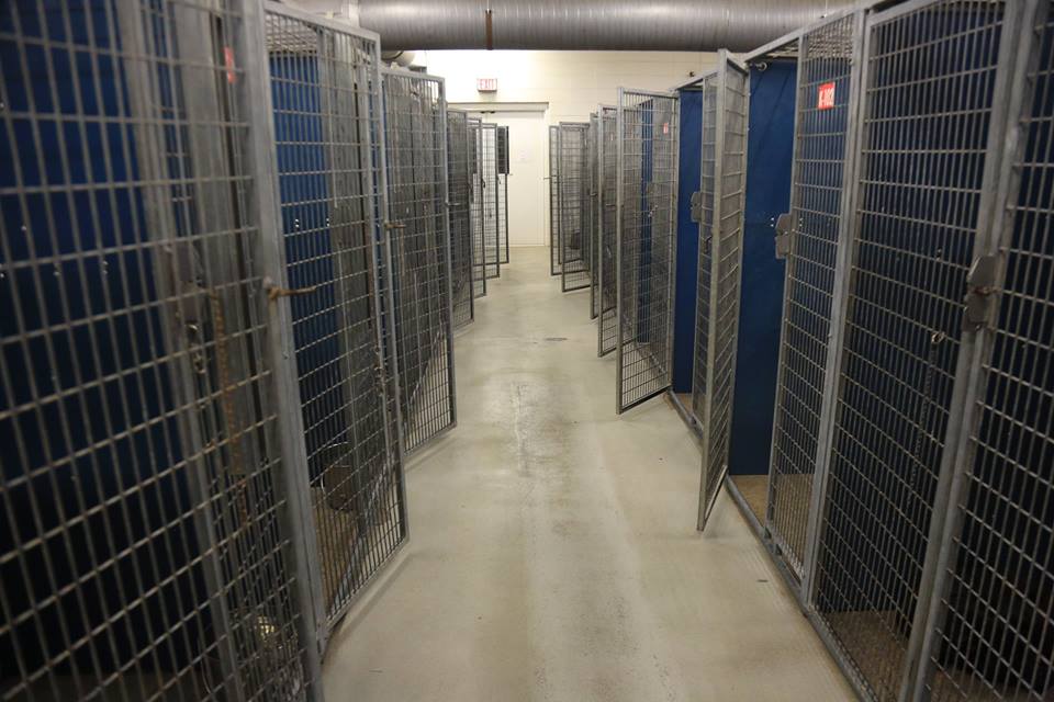 圖片來源:Fort Worth Animal Shelter