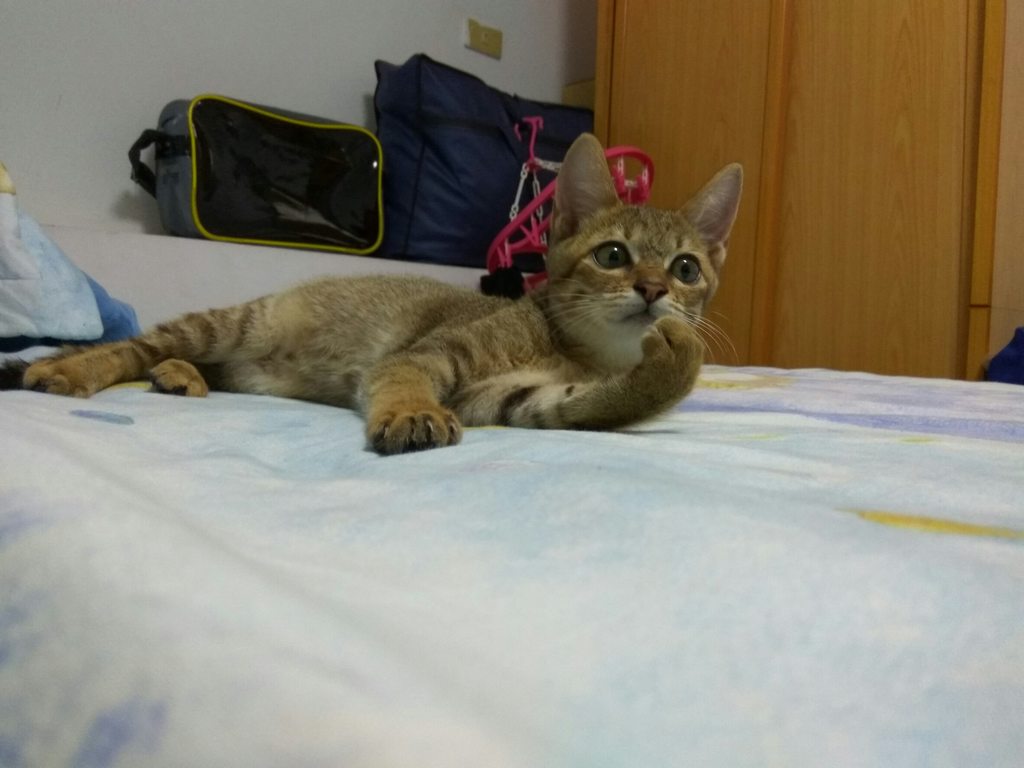 圖片來源：dcard