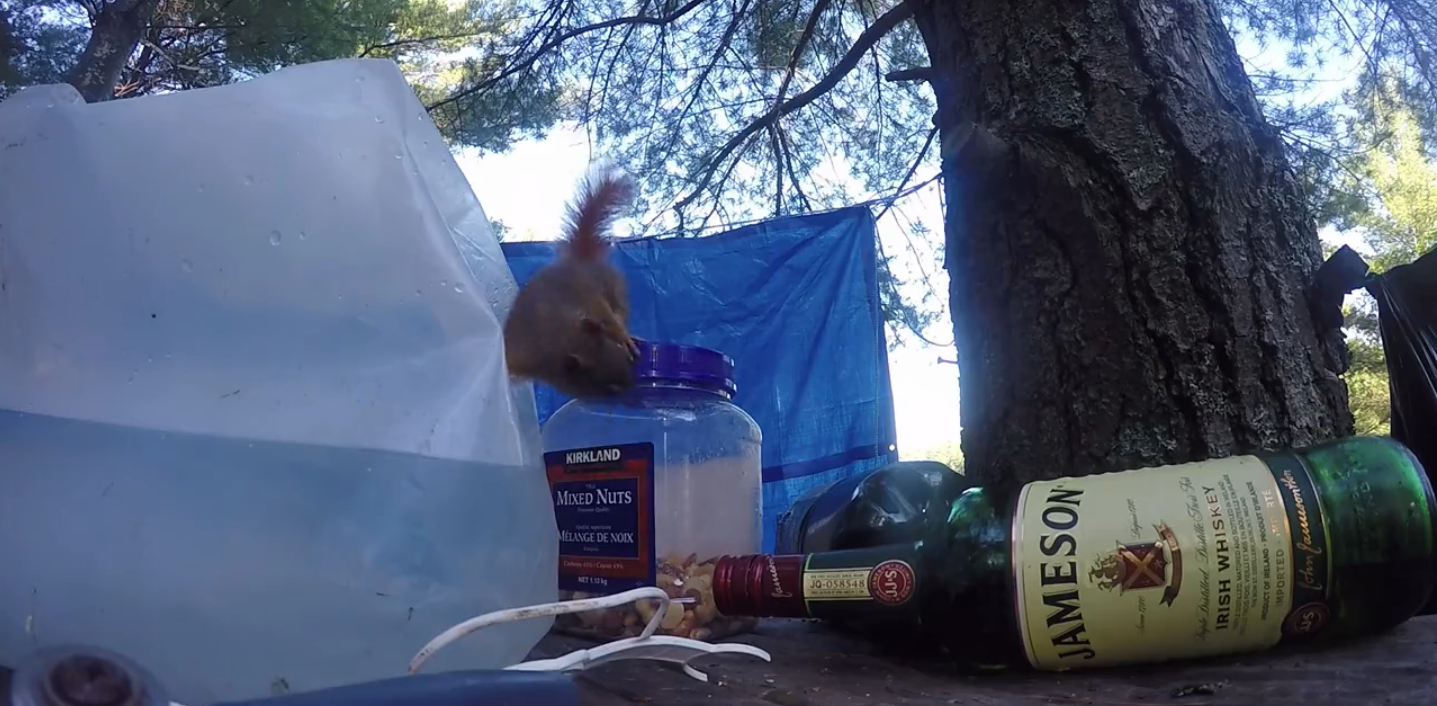 圖片來源: liveleak