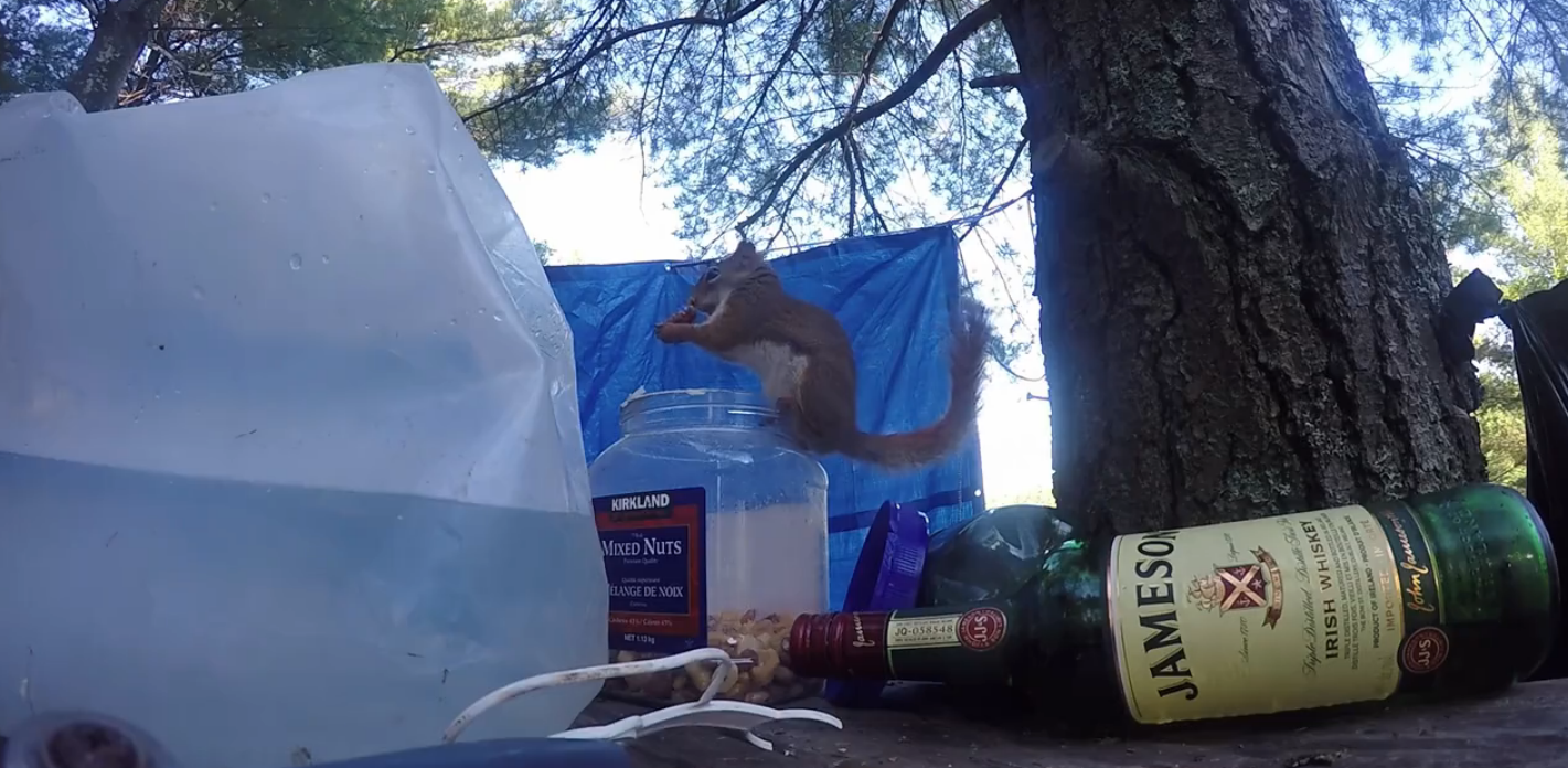 圖片來源: liveleak