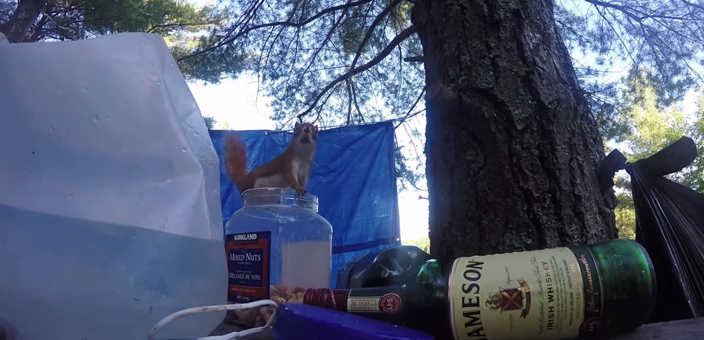 圖片來源: liveleak