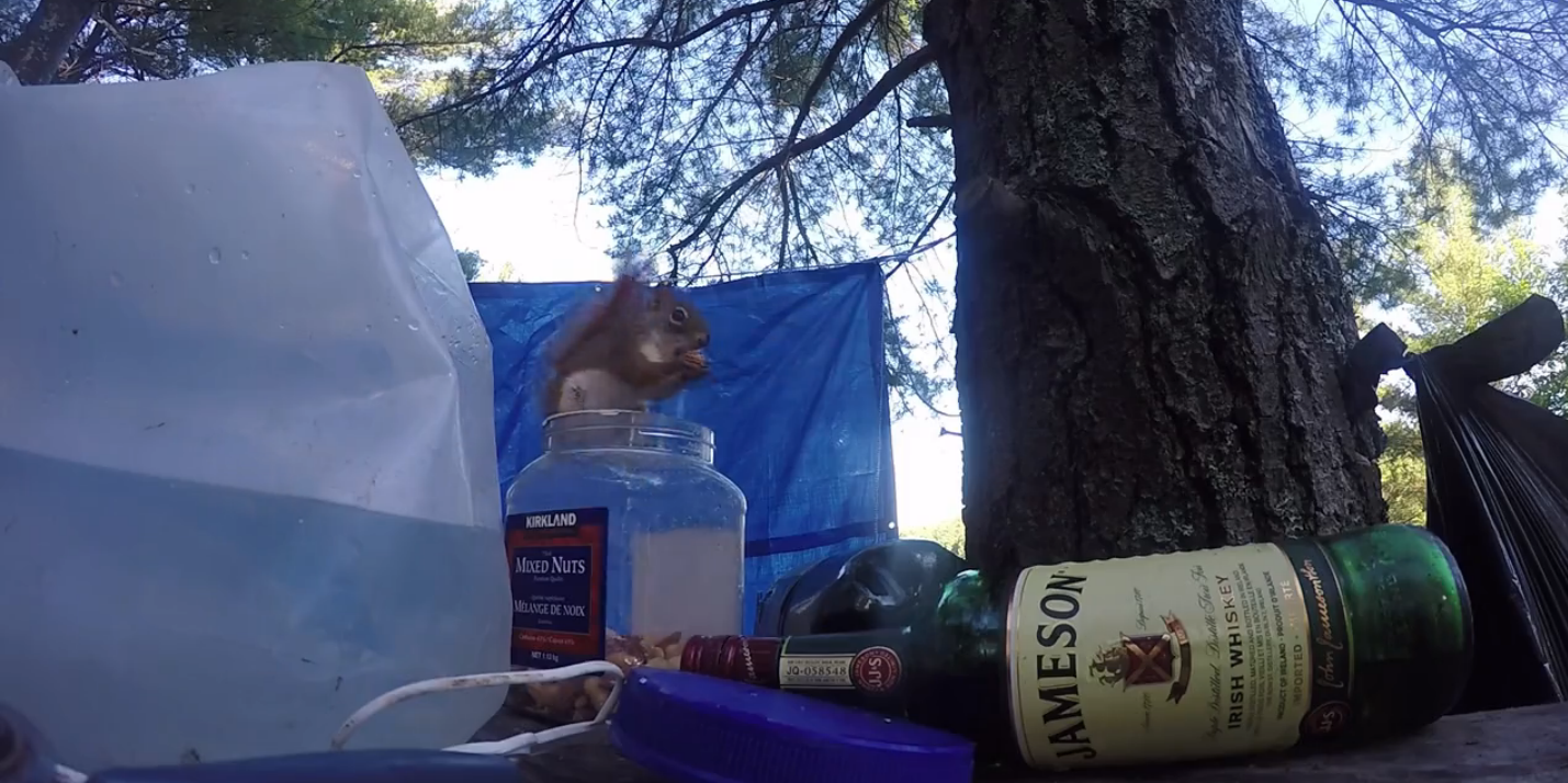 圖片來源: liveleak