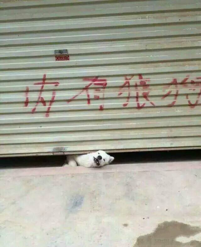 圖片來源：哈士奇-小哈／微博